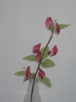 Lathyrus 52cm roze - 12 stuks
